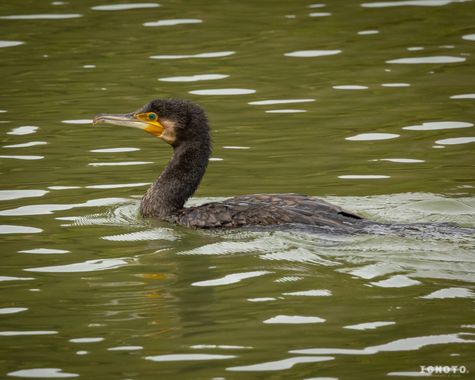 Ignoto en Hamelin: Fauna  (Muro), Phalacrocorax carbo (Linnaeus, 1758)