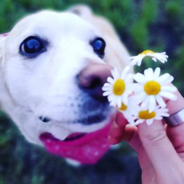 tattuz586 en Hamelin: Flora, #mascotas #Flor 