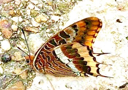 su en Hamelin: Fauna  (Gelves), Mariposa del madroño