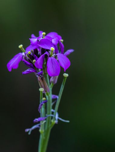 Juanfra.1791 en Hamelin: Flora  (Santiago-Pontones), Erysimum cazorlense (Heywood) Holub, #cumplehamelin 