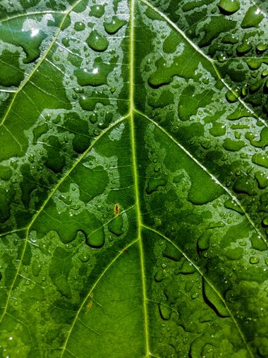 Michelle Quirós  en Hamelin: Fauna, #aguacate #raindrops #avocado