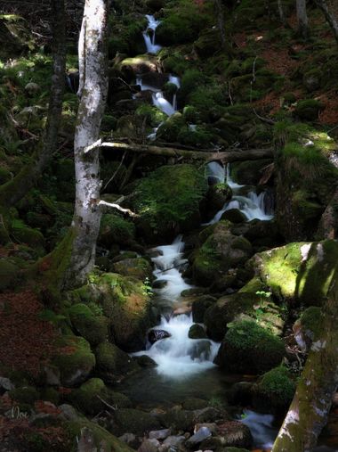 Noe en Hamelin: Paisaje, #asturias #forest #forestphotography #photography #picoftheday #woods #green #naturelovers #nature #landscape #river #hamelin #wa...