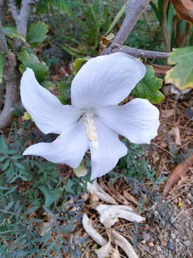 Solerantonio2 en Hamelin: Flora  (Almería), Flor en el parque