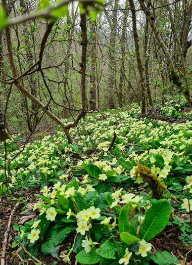 Marijohz en Hamelin: Flora  (Ezcaray), Primula vulgaris, Alfombra de primulas 