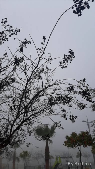 Marisofigonzalez en Hamelin: Paisaje  (Los Palacios y Villafranca), Hoy #niebla 