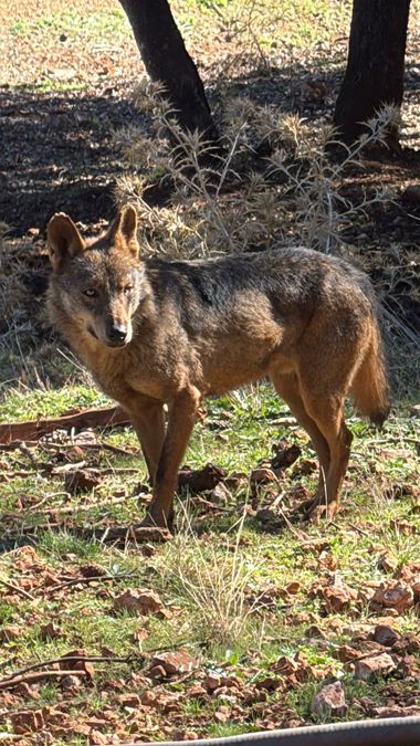 maygs629 en Hamelin: Fauna  (Hornos), Canis lupus Linnaeus, 1758, #lobo #loboiberico 