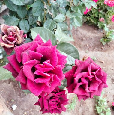 Solerantonio2 en Hamelin: Flora  (Almeria), Rosas de jardin