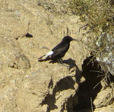 Solerantonio2 en Hamelin: Fauna  (Almería), Oenanthe leucura (Gmelin, 1789), Collalba negra