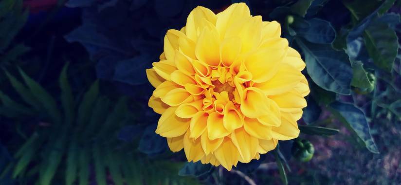 lalitamoreno.lm en Hamelin: Flora  (San Martín), Dahlia pinnata, #sanmartinmendoza #daliaseneanas #dalia 