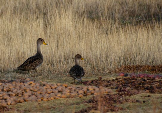 lourdes7895 en Hamelin: Fauna  (Ajllata Grande), Anas georgica J.F.Gmelin, 1789, #ave21 #birdingphotography #aves21 