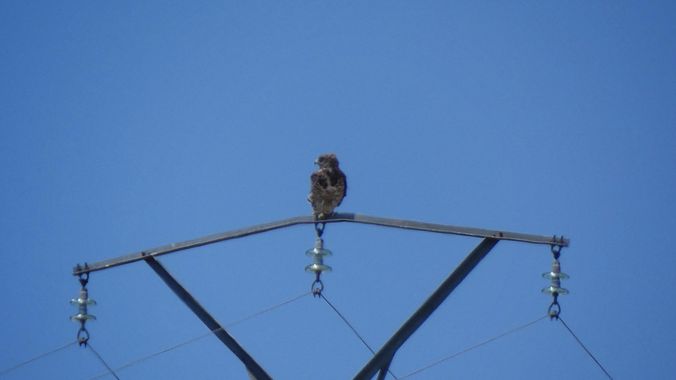 mariale en Hamelin: Fauna, Circaetus gallicus (Gmelin, 1788), 📸 #marialemdza
martes, 02/08/2022 
#Naturaleza #BellezaNatural #rapaces #rapaz #águila #Fel...