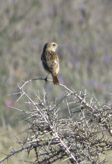 Solerantonio2 en Hamelin: Fauna  (Níjar), Ave