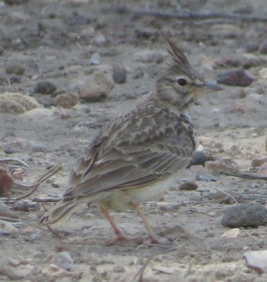 Solerantonio2 en Hamelin: Fauna  (Níjar), Cogujada comun