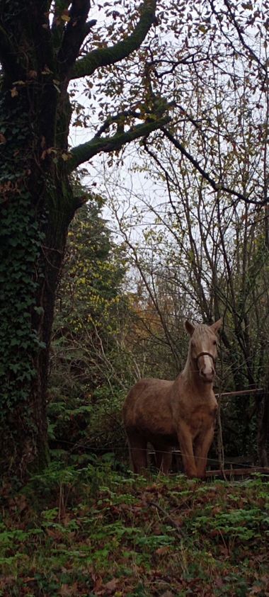 Susandresro en Hamelin: Fauna  (Sarria), X