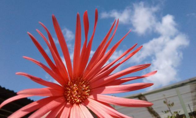 Eik15 en Hamelin: Flora  (Bosa), Malephora crocea, #colores #flor #hermosa #floracolombiana