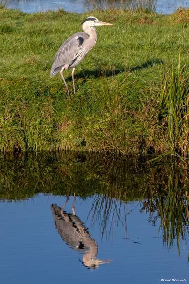 Unai Urresti en Hamelin: Fauna  (Busturia), Ardea cinerea Linnaeus, 1758, Garza real.

#aves21 #garzareal  #fauna 
