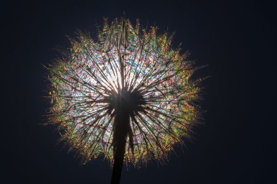 Ignicapillus en Hamelin: Flora  (Pont de la Casa), Tragopogon porrifolius, Dandelion

Si buscas “Dandelion” en el archivo de imágenes de Google, encontrará...