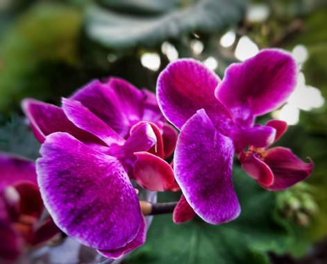 Naomi en Hamelin: Flora  (Barcelona), #flores 🌸