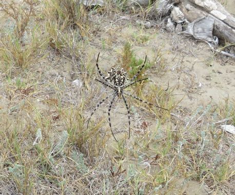 Solerantonio2 en Hamelin: Fauna  (Níjar), Aracnido