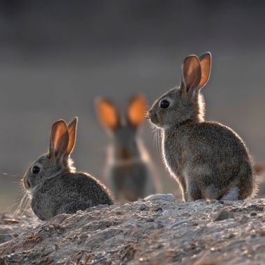 Ignicapillus en Hamelin: Fauna  (Urgell), Oryctolagus cuniculus (Linnaeus, 1758), Tres gazapos

Mientras unos territorios de la península ibérica se quedan...