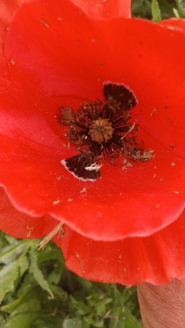 urihuetor en Hamelin: Flora  (Comarca de Loja), Papaver setiferum