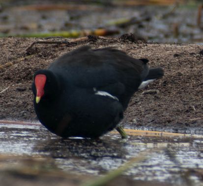lourdes7895 en Hamelin: Fauna  (Toke Ajllata Alta), #aves #naturaleza #fauna20 #natura  