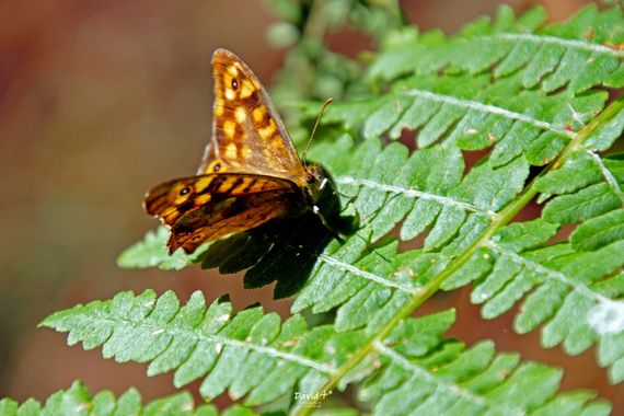 Davrod2 en Hamelin: Fauna  (Biescas), Pararge aegeria (Linnaeus, 1758), #Insectos