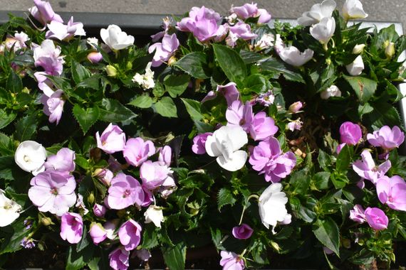 Solerantonio2 en Hamelin: Flora  (Serranía de Ronda), Planta