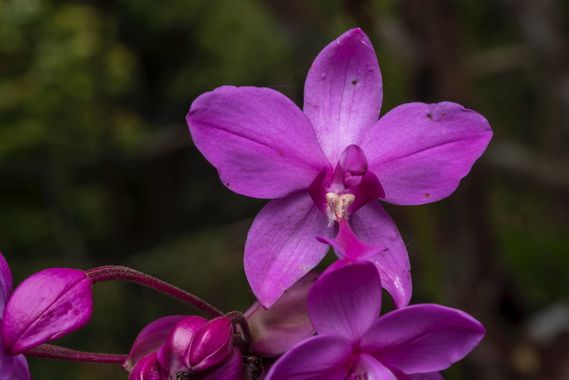 Adrianaroman.fotografia en Hamelin: Flora  (Yolombó), Spathoglottis unguiculata, #orquidea #naturaleza #flores #flora21 #cumplehamelin 