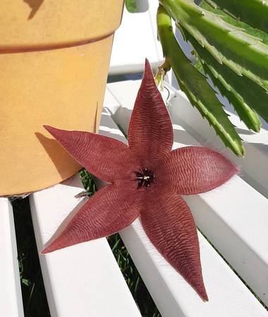 YAMILA  en Hamelin: Flora  (Maracó), Stapelia hirsuta, Estrella Abierta 