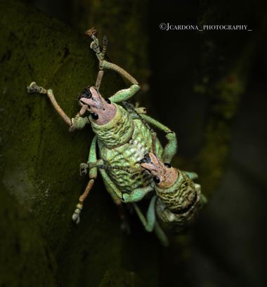 juanandrescardona01 en Hamelin: Fauna  (El Retiro), Momento romántico de una pareja de gorgojos cabecidorados amándose entre si mismos 🪲🪲💞
#bichos #bugs...