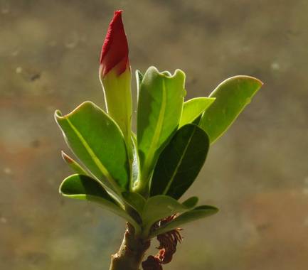 Zukerrene en Hamelin: Flora 