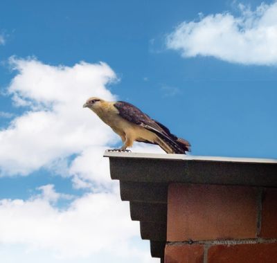 MAYI_97  en Hamelin: Fauna  (Jamundí), Milvago chimachima (Vieillot, 1816), #fotografías #foto #milvagochimachima #falconidae #aves #avesdecolombia #Améric...
