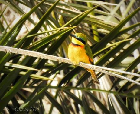 olaya96fg en Hamelin: Fauna  (Kajiado), Merops pusillus Statius Muller, 1776, #Aves21