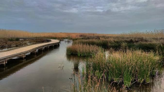 aidalzira en Hamelin: Paisaje  (Puçol), La Marjal dels Moros es un espacio protegido ZEPA (Zona de especial protección para las aves), un humedal de extrao...