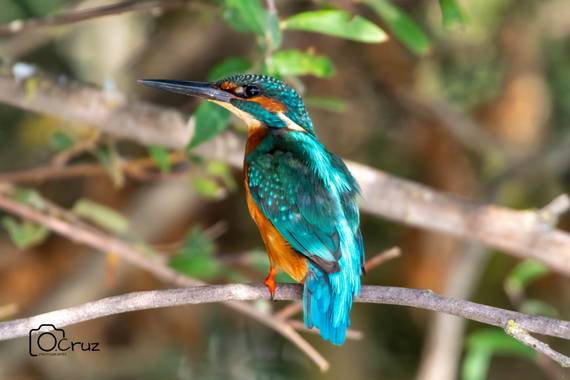 cruzoscarfotos en Hamelin: Fauna  (Vegaviana), Alcedo atthis (Linnaeus, 1758), @hamelin  #oscar_cruz_fotos  