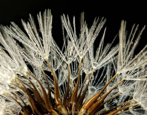 chris85photo en Hamelin: Flora  (Huelva), #flora21 #huelva