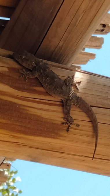 Solerantonio2 en Hamelin: Fauna  (Almería), Reptil
