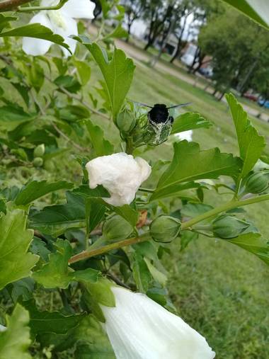 Supra3179 en Hamelin: Fauna  (Chajarí), #insectosdeargentina 