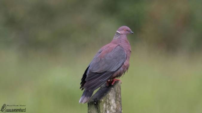 Avesenelsur.cl en Hamelin: Fauna  (Maullín), Patagioenas araucana (Lesson, 1827), Torcaza (Patagioenas araucana) en Cerros del Peñol, Maullín, mes de cidie...