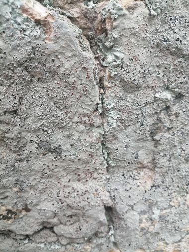 pamolivares en Hamelin: Observación, #lichen #liquen 