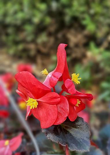 Cr93734 en Hamelin: Flora  (Ciudad de Buenos Aires), 
La begonia es una de las plantas más extendidas en todo el mundo. Existen 1.500 especies naturales, o...