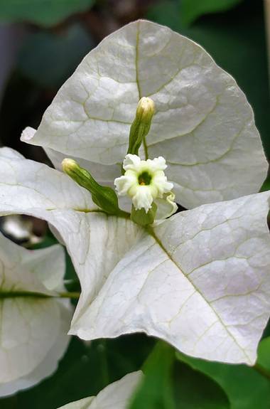 Ioana Trif en Hamelin: Flora  (Rociana del Condado), Bougainvillea spectabilis, Buganvilla blanca #flora21 #mayo