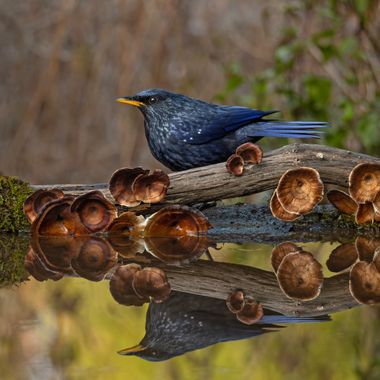 Ignicapillus en Hamelin: Fauna, Myophonus caeruleus (Scopoli, 1786), Arrenga común

	Reside en los Himalayas y desde ahí hacia el este hasta el centro de ...