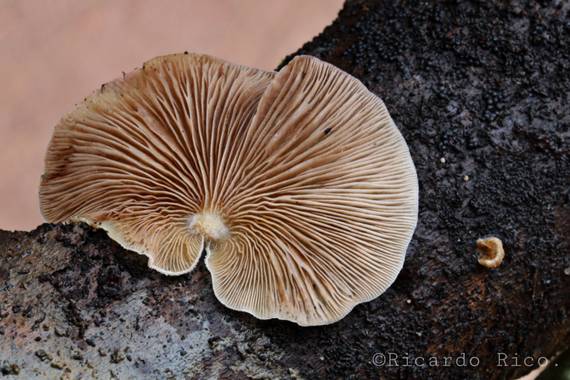Rricoparrillas en Hamelin: Observación  (Dosrius)