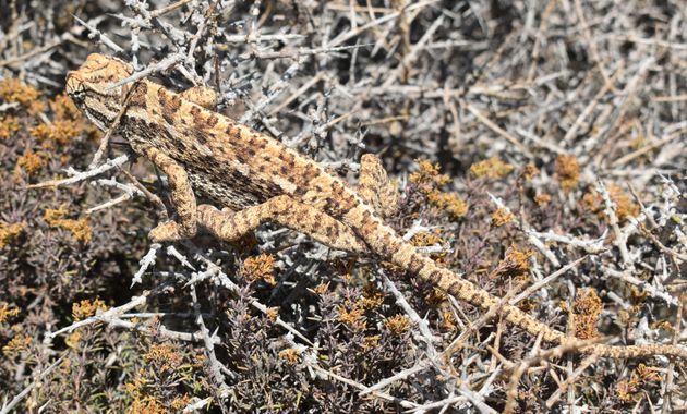 Solerantonio2 en Hamelin: Fauna  (Níjar), Reptil