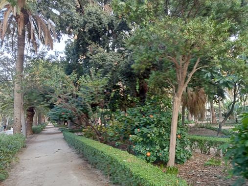 Rhg224466 en Hamelin: Flora  (Málaga), #palmeras#arboles#plants
