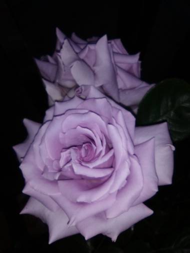 dalopri_ en Hamelin: Flora  (Segovia), Rosa chinensis, #flora21