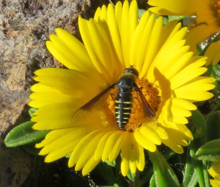 Solerantonio2 en Hamelin: Fauna  (Níjar), Insepto