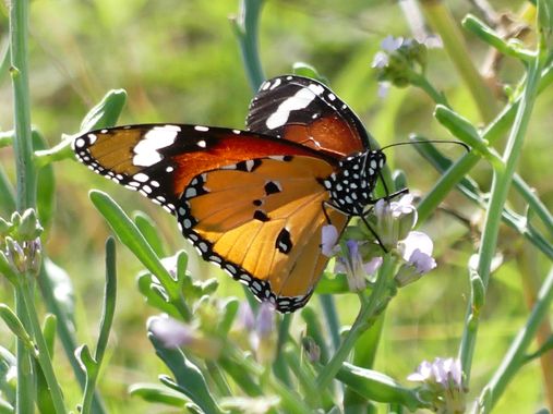 silvia_0664 en Hamelin: Fauna  (Accès 22), #mariposa #mariposatigre #danauschrysippus 